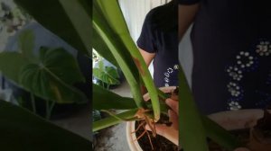 Philodendron crassinervium | Fazza Nursery - popular plants