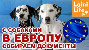 С собакой заграницу : какие документы подготовить и что надо знать для путешествия в Европу