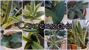САНСЕВИЕРИИ?Обзор коллекции?Кирки?Ханни?Манолин?Масониана?Францизи?Голд Флэйм?Лорен?Уитни?