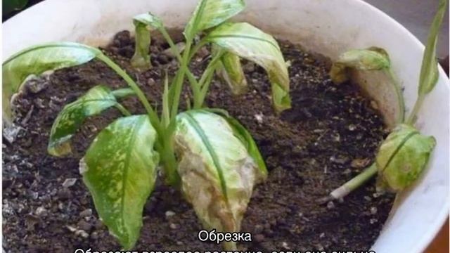 Диффенбахия — уход в домашних условиях, размножение смотреть онлайн