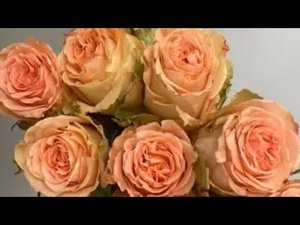 Кантри Хоум. Country Home. (ЧГ. пион) rosebushes.ru
