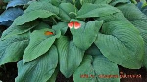 Хоста гибридная Ти Рекс (hosta t rex) ? Ти Рекс обзор: как сажать, рассада, саженцы хосты Ти Рекс