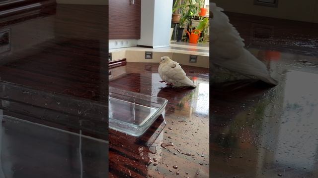 Почему бы не искупаться в этот жаркий день ?? смотреть онлайн