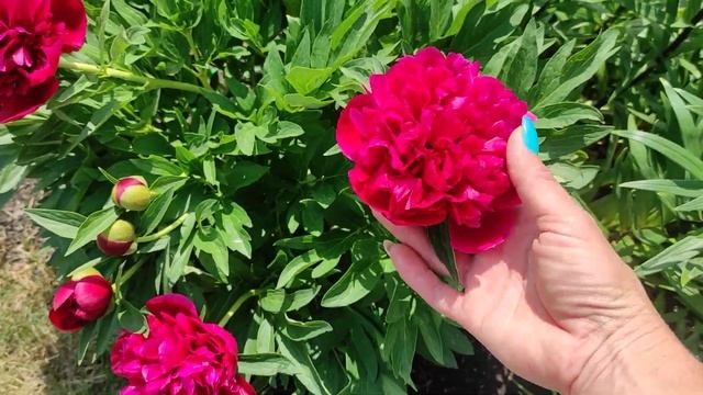 Зацветают пионы?Обзор раннецветущих сортов? 08.06.2023 смотреть онлайн