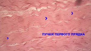 Гистологический препарат "Сухожилие телёнка. Плотная оформленная соединительная ткань"