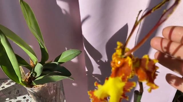 #психопсисы#   Психопсисы - уход ,полив, цветение??️? смотреть онлайн