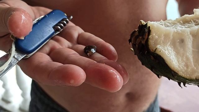 Яйцо Дракона на вкус или ещё раз о Саусепе. Тук-Тук, Озеро Тоба, Северная Суматра, Индонезия 2020