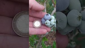 Первая ягода на голубике. Обзор по сортам. Дюк,Патриот,Блюкроп,Торо.