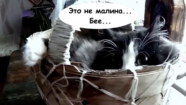 ПроЧтениеСмыслов / Юнна Мориц - "Малиновая кошка"