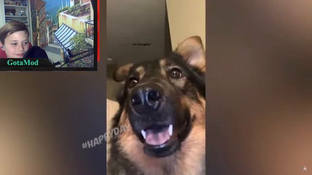 Реакция на -СМЕШНЫЕ КОШКИ 2022 И ДРУГИЕ ЖИВОТНЫЕ/ 10 МИНУТ СМЕХА смотреть онлайн