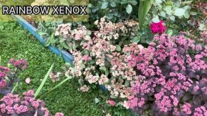 Очитки - сорта XENOX