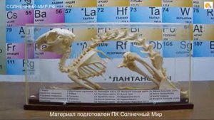 Видео обзор - скелет кролика