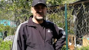 Красивая живая изгородь из дикого винограда своими руками.