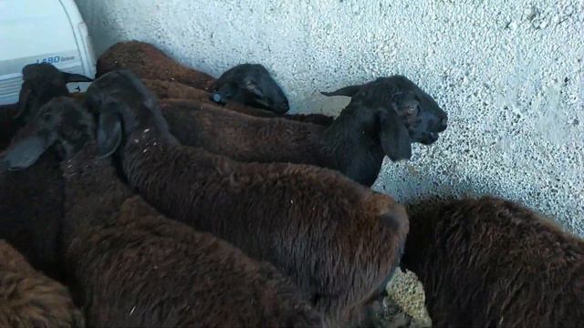 гов бозори регар шанбе бозор нархи наво чихел бошад
