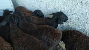 гов бозори регар шанбе бозор нархи наво чихел бошад