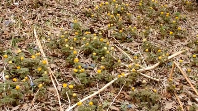 Журчат весенние РУЧЬИ смотреть онлайн