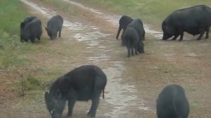 нападение чёрных свиней на человека