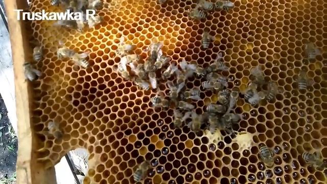 Пчёлы на пасеке.  Потеря маток на облёте.  Кто их убивает,  и где он живёт.    #Truskawka R