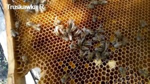 Пчёлы на пасеке.  Потеря маток на облёте.  Кто их убивает,  и где он живёт.    #Truskawka R