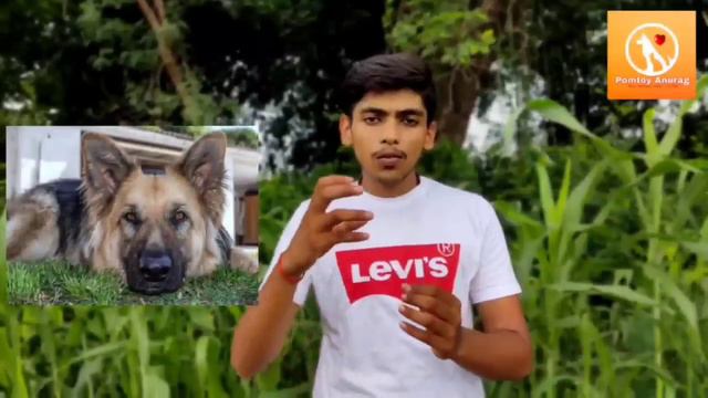 How to stop /manage bleeding of female dog in heat. смотреть онлайн