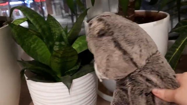 Вечер с Басиком! смотреть онлайн