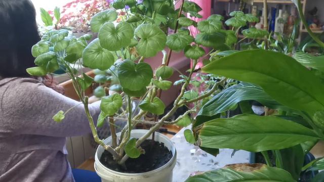 Радикальная обрезка Герани🤪🚩 смотреть онлайн