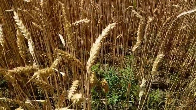 САМВЕЛ АДАМЯН НАДЯ ВСЕХ ОБМАНУЛА