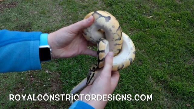 Ball Python Morph: Super pastel