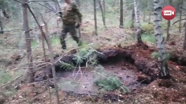 Огромный зубр угодил в болотную западню в Слонимском районе. Его вытащили живым, но... смотреть онлайн
