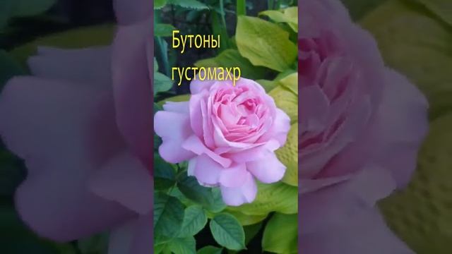 Роза Афродита (Aphrodite) — Великолепная Компактная Чайно-Гибридная Роза #shorts