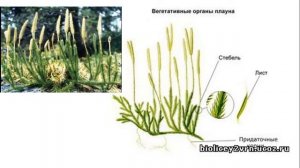 Урок №20 "Плауны"