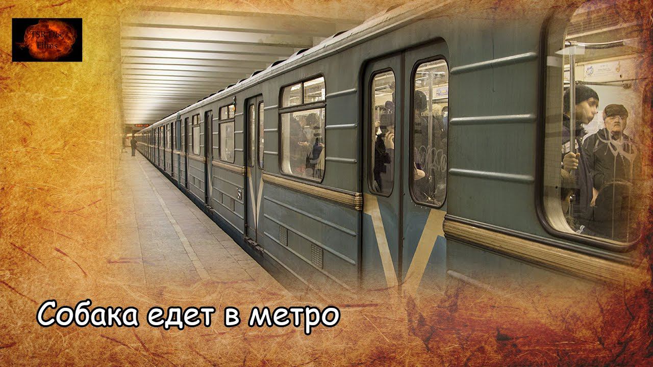 Собака едет в метро / Dog trips on the subway (2020) смотреть онлайн