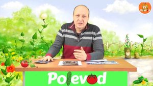 КОРНЕВЫЕ ГНИЛИ НА РАССАДЕ