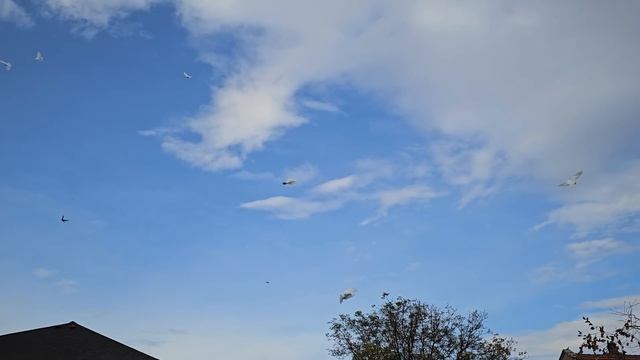 Сотня + белых голубей