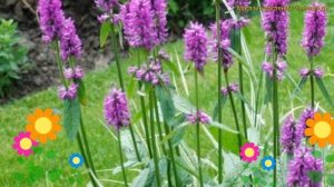 Стахис лекарственный Хуммело. Краткий обзор, описание характеристик, где купить саженцы Hummelo