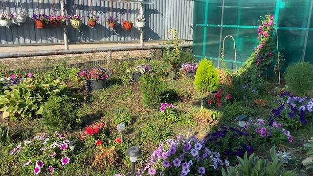 Конец августа . Жара под 40 погода сума сходит. Страдают растения 