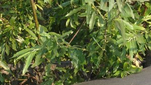 Все липкие и блестят.