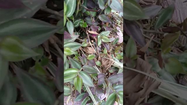 Lambari-Roxo/(Tradescantia pallida purpurea)[Ler Descrição]