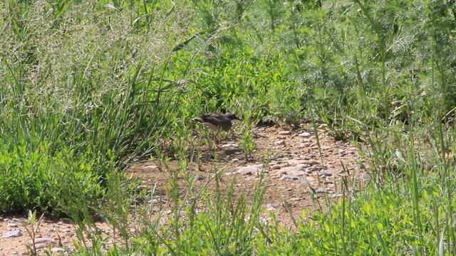 Малый зуёк отводит от гнезда смотреть онлайн