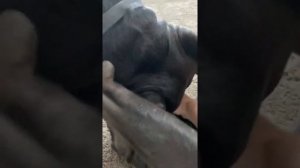 5 минут возни  Тора и Талисмана ?#tttt #cane #канекорсо #canecorso #canecorsoitaliano #кане