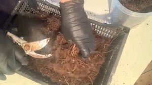 Закладываю маточный корень малины на проращивание