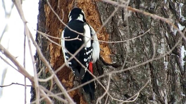 как работает дятел / Woodpecker at work смотреть онлайн