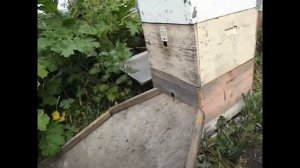 12 или 10 рамочный дадан с магазинами - и мед получить и роения не бояться