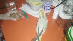Кормим попугая со шприца