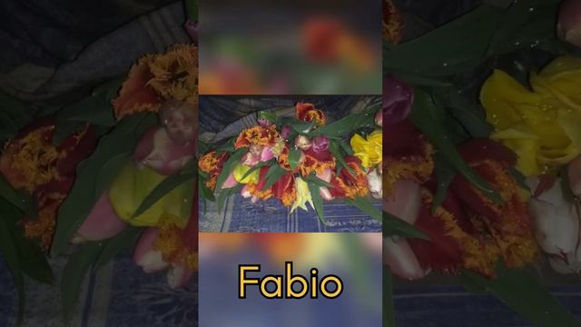 14. Fabio 35-40 sm, Қизил сариқ ёжик-учли-2020