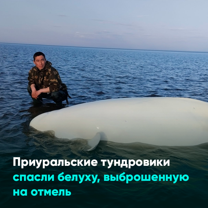 Спасение белух. Ледокол спасает белух. ледокол москва спасает белух. ледокол спасение белух из ледяного плена.