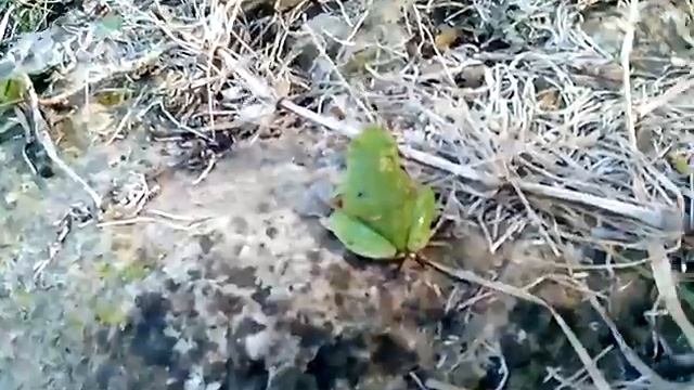 Зеленая крымская лягушка. green frog