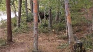 В Кировской области медведь напал на мужчину