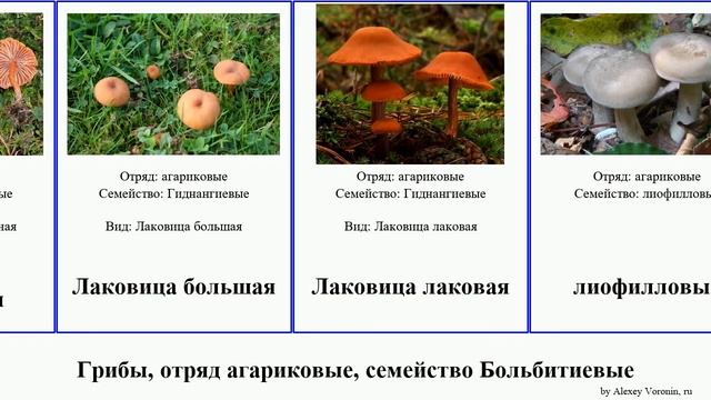 Грибы, отряд агариковые, семейство Больбитиевые опёнок волоконница крепидот гебелома псатирелла