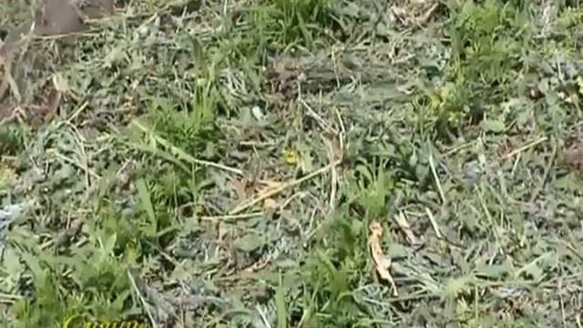 Лето Мульчирование смотреть онлайн